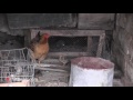 Թալիշում ռմբակոծությունից փրկված միակ հավը 9 ճուտ է հանել