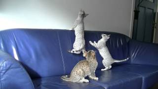 Egyptian Mau kittens 2014, 13 weeks old. Cattery Asenka by CatteryAsenka 5,243 views 9 years ago 6 minutes, 15 seconds