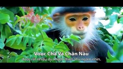 4K || BÁU VẬT THIÊN NHIÊN Ở SƠN TRÀ || Chiêm ngưỡng vẻ đẹp của nữ hoàng linh trưởng ở Đà Nẵng