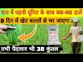 ध न म पहल य र य क स थ क य म ल कर ड ल प ध कल ल स ल लह उठ ग Dhan Ke Kalle Kaise Badhaye ध न म पहल य र य क स थ क य म ल कर ड ल प ध कल ल स ल लह उठ ग Dhan Ke Kalle Kaise Badhaye