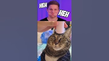 Funny Cats 😺