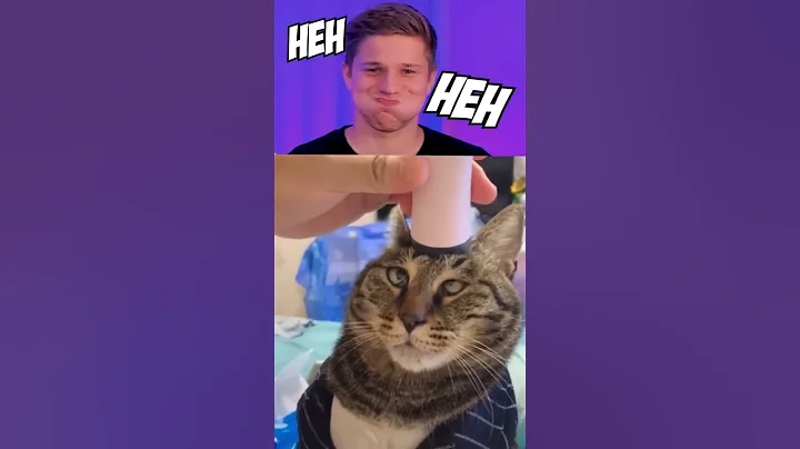 Funny Cats 😺