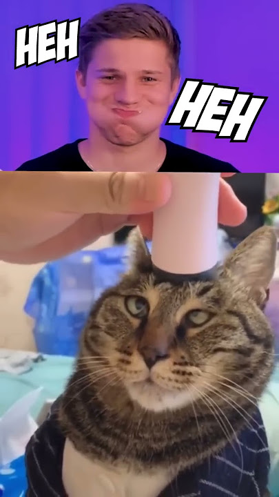 Funny Cats 😺