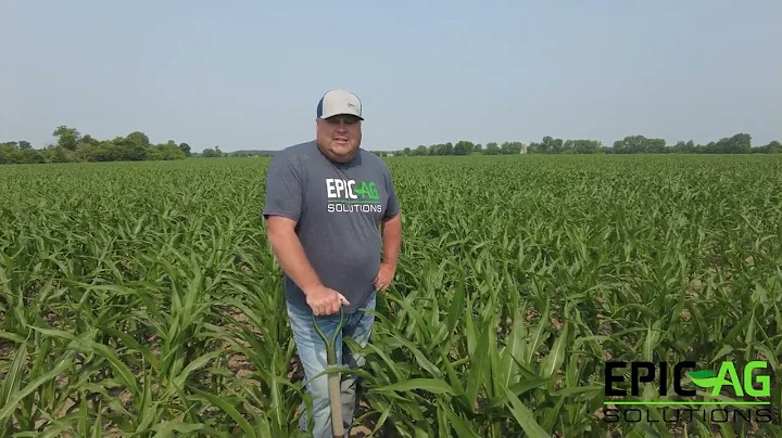 Agronomy Minute  From the corn field at V9
