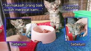 Masya Allah, Kitten ini Seneng Dapat Keluarga Tidak di Jalanan Lagi ❤️ by Sahabat Meongers 770 views 3 weeks ago 10 minutes, 38 seconds