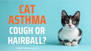 Cat asthma by Helpful Vancouver Vet 27,852 views 2 months ago 19 minutes