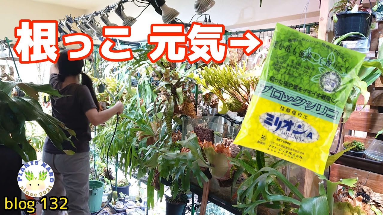 【土壌改良】ビカクシダにも効果あり？ミリオンa使い初めました🌱