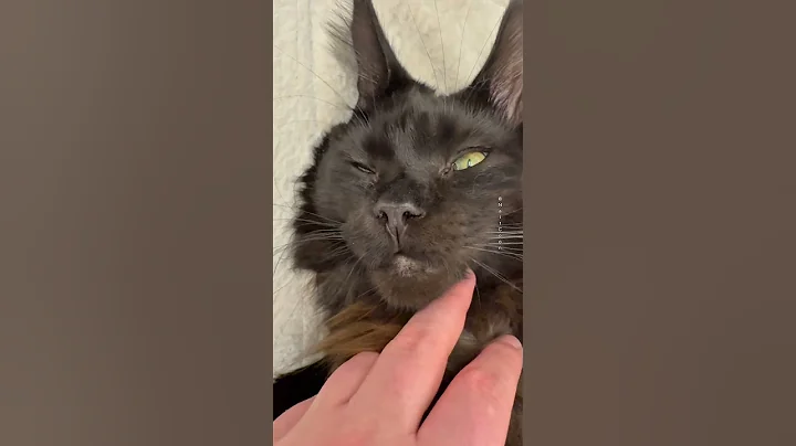 Video 10864281: mainecoon cat kitten cute, cute maine coon, furry