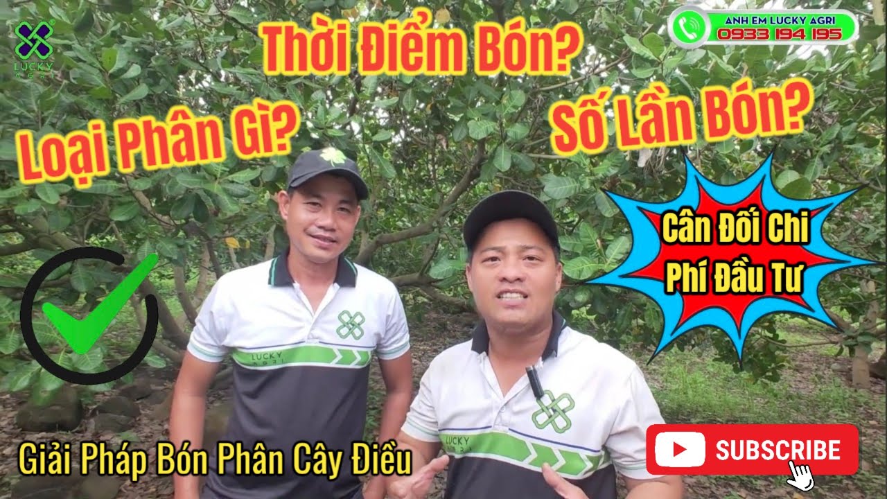 Giải Pháp Cây Điều-Bón Phân Cho Cây Điều Sao Cho Hiệu Quả|LUCKY AGRI