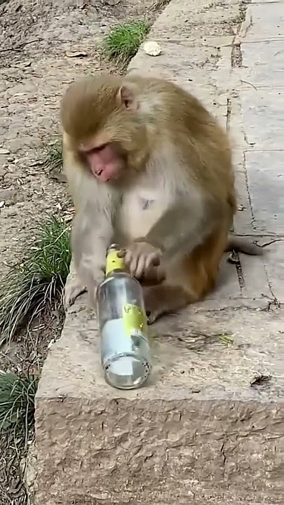 monyet mabok #monyet #kontenhiburan  #short #shortvideo