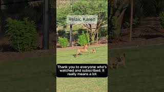 2 Reasons Why To Never Bring Your Pit Bull Rescue To The Dog Park