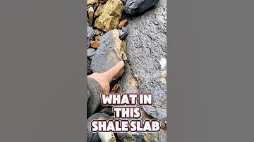 What an INCREDIBLE Thing That Was Found!! #whitbyfossils #jurassicworld  #jurassicworld