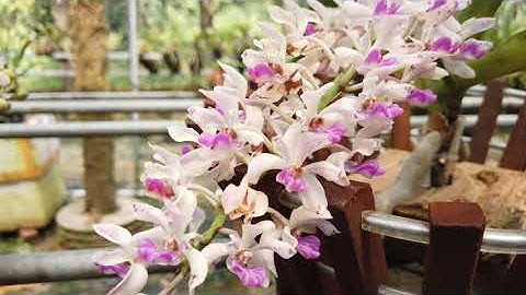 Mùa hoa lan Ngọc điểm (Nghinh xuân) RỪNG đua nở tại Rừng Lan 3 tháng 2, phần cuối.