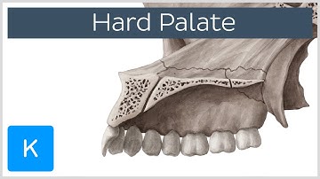 Hard palate - Function, Definition & Anatomy - Human Anatomy | Kenhub
