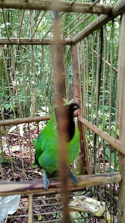 suara pikat cucak ijo big #burung #mangkicauoffecial #kicaumania #cucakijo