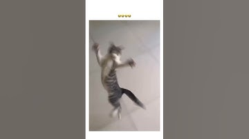 Kittyo was shook and says you wann embarrass me hooman