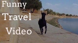 Funny Travel Video: Attacked by a goat in India!