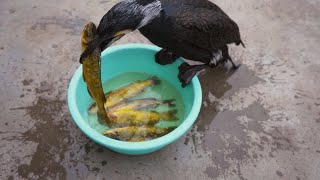 Can A Cormorant Eat All The Fish?