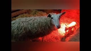 Sheep Tips - Signs and symptoms of ewes close to lambing (and some very cute lambs)