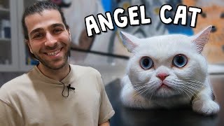 The Most WellBehaved Cat Ever! ( An Absolute Angel! )