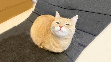 Cats That Made Everyone LAUGH! 😂 | Try Not To Laugh Cat Videos #37