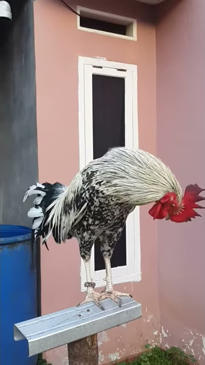 Ayam ketawa Bengkulu