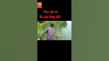 Câu cá tra: ( pha vớt cá hơi cồng kềnh)