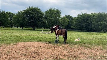 Lining Up At The Block and Mounting with Quiz Using Positive Reinforcement