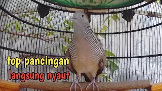 Perkutut lokal gacor suara kristal topcer untuk pancingan langsung nyaut.