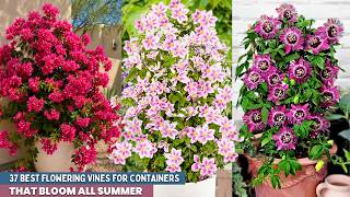 37 Best Flowering Vines for Containers That Bloom All Summer screenshot 5