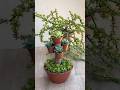 😨 Stop Killing Your Large Succulents! 🌿 Repot Them The RIGHT Way 🪴✨#Shorts