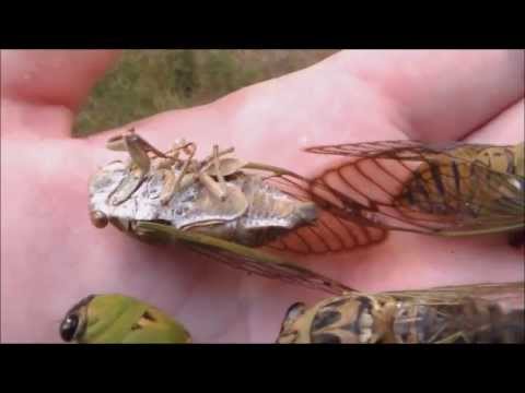 Locusts life cycle, Cicadas Hatching Timelapse