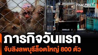 ภารกิจวันแรก จับลิงลพบุรีล็อตใหญ่ 800 ตัว เน้นย่านเศรษฐกิจ | วันใหม่ ไทยพีบีเอส | 5 มิ.ย. 67