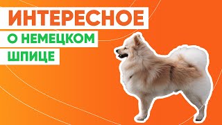 Интересные факты о немецком шпице