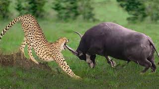 Leopard Holds Baby Buffalo Surrounded By The Whole Herd, Never Seen Before – Porcupine, Honey Badger