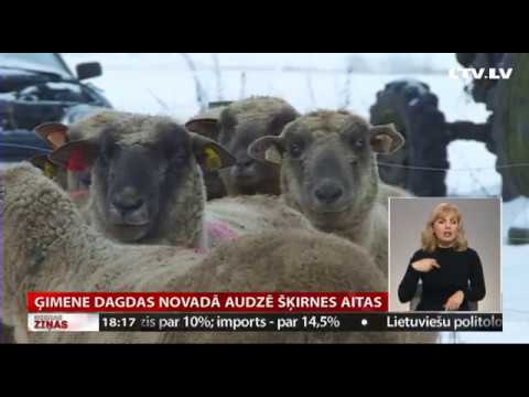 Ģimene Dagdas novadā audzē šķirnes aitas