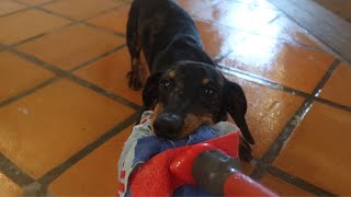 WHY YOU CAN'T CLEAN YOUR HOUSE WITH A MINI DACHSHUND PUPPY ?