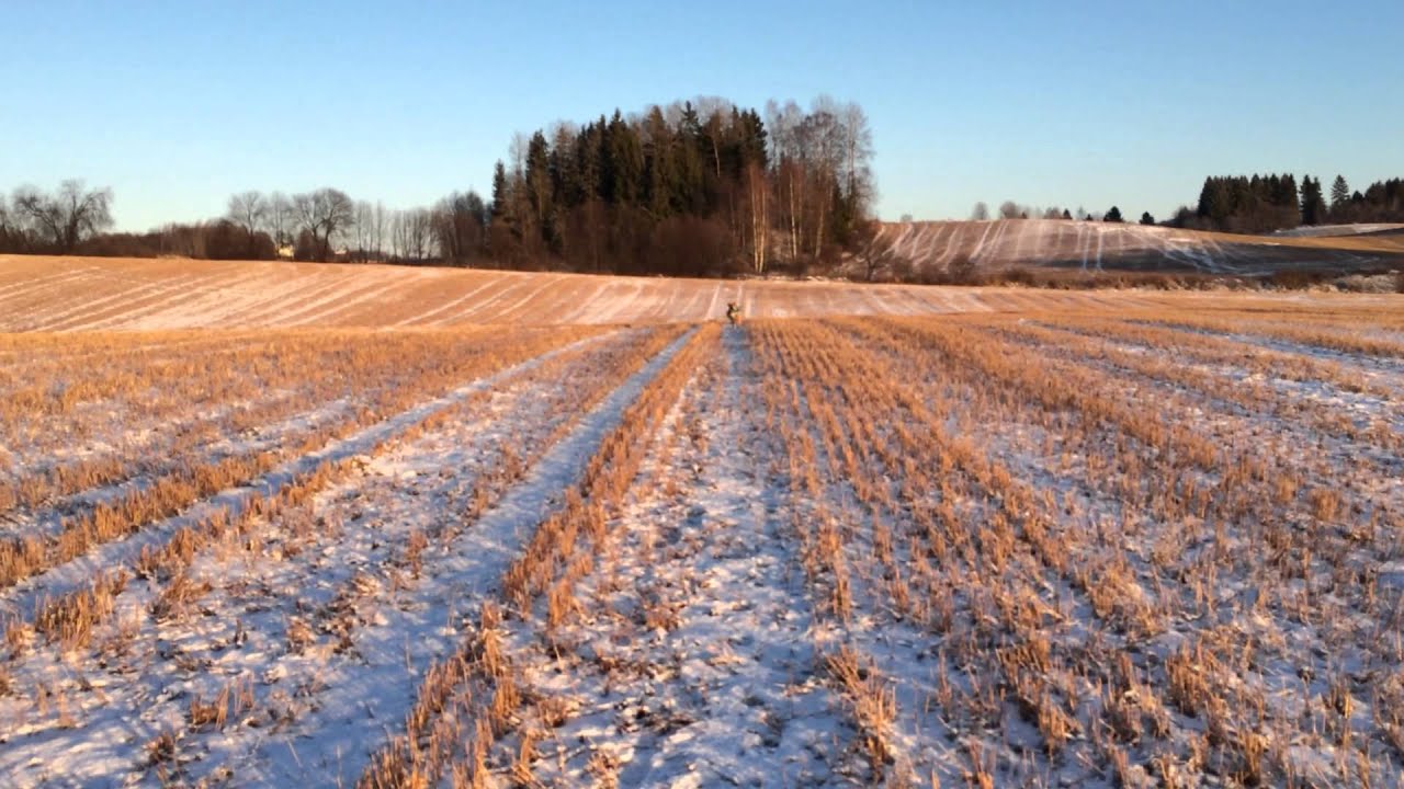 Jakttrening. Rette linjer i dirigeringsarbeid