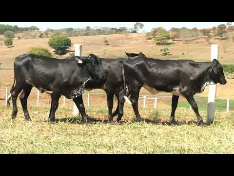 LOTE 50 • 5º LEILÃO GIROLANDO FAZENDA DIAMANTE • 785  763  853