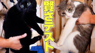 実家の猫たちが賢いかどうか禁断の賢さテストをしたいと思います。