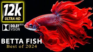 Stunning Betta Fish 12k HDR 60fps Dolby Vision - Best of 2024📺Special Oled Demo 2024🎶Relaxing Music