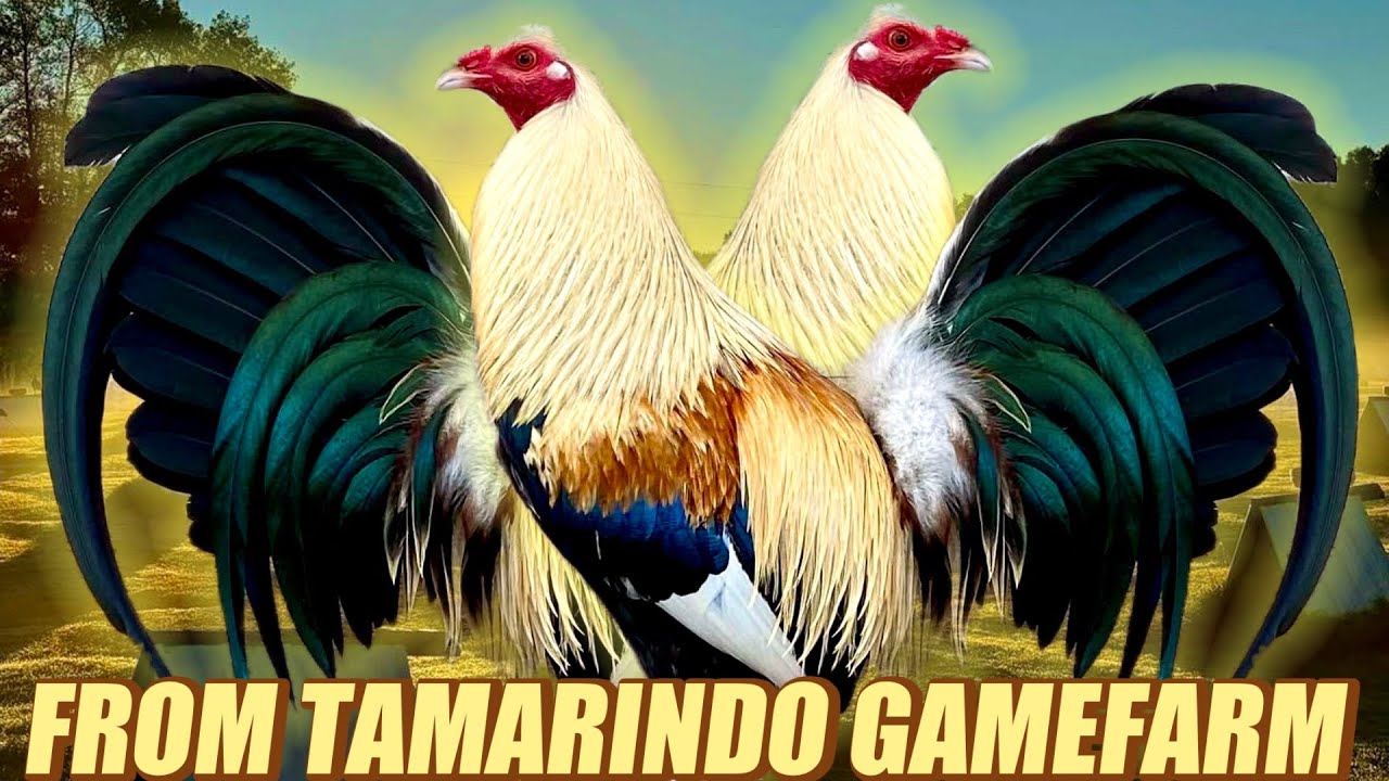 Perfection Greys Radio Hatch Doc Robinson - FROM TAMARINDO GAMEFARM