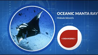 Species Spotlight - Oceanic Manta Ray (Mobula birostris)