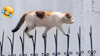 😂🐱 Best Cats Videos 😹😸 Funniest Animals #18