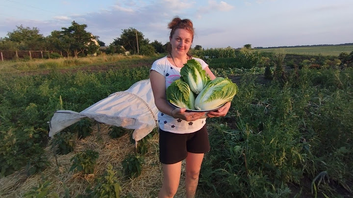 I salted the cucumbers/I harvested the Beijing cabbage/I made drip irrigation without any costs 🤣👍
