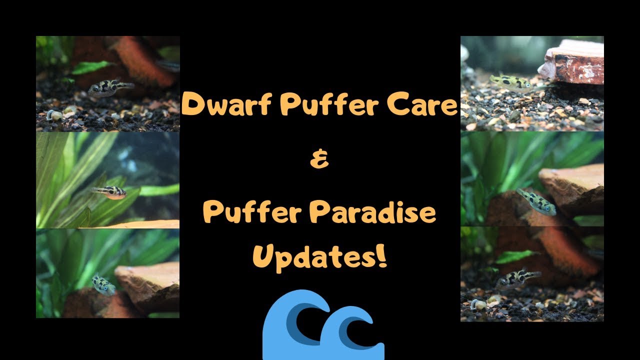 video phone beyonce mp3 Dwarf Puffer Care & Puffer Paradise Updates!