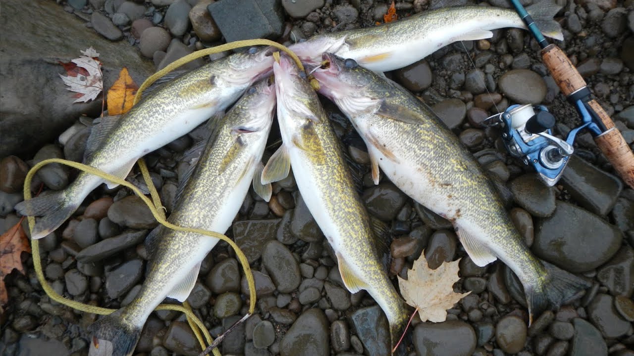 best gulp for walleye