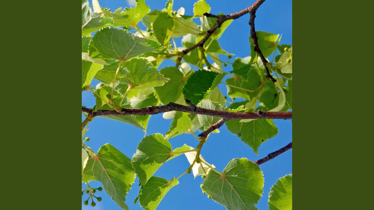 Užaugo Liepa (Up Grew the Linden Tree)