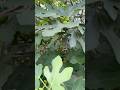 Fig Tree.#trending #foryou #viralvideo #garden #shorts