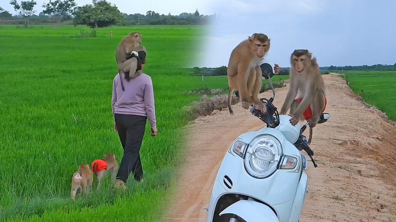 Happy Afternoon!! Happy Kako Family Get Fresh Air At Rice Field